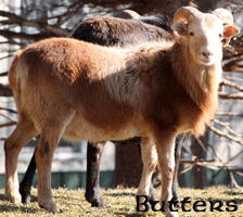 Butters ~ Ram Lamb ~ Painted Desert