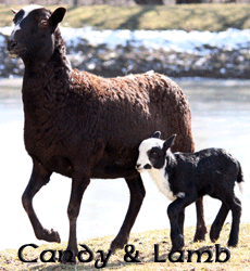 Candy & Lamb ~ Ewe ~ Black Hawaiian