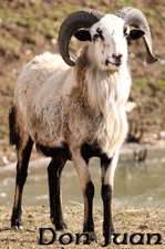 Don Juan ~ Ram ~ American Blackbelly