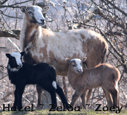 Hazel ~ Ewe ~ Painted Dessert