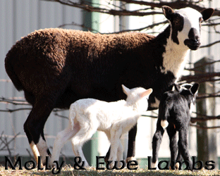Molly & Lambs ~ Ewe ~ Painted Desert