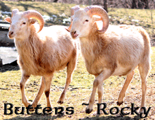 Red Rams ~ Painted Desert