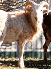 Rocky ~ Ram Lamb ~ Painted Desert
