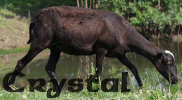 Crystal ~ Ewe ~ Black Hawaiian
