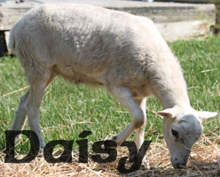 Daisy ~ Ewe ~ Painted Desert