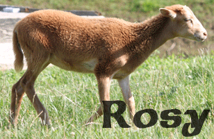 Rosy ~ Ewe ~ Painted Desert
