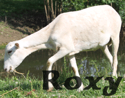 Roxy ~ Ewe ~ Painted Desert